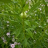 The Weed That Swallowed A Golf Ball